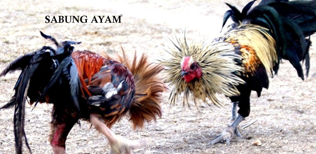 Cara Terbaik Mudah Menang Bermain Sabung Ayam